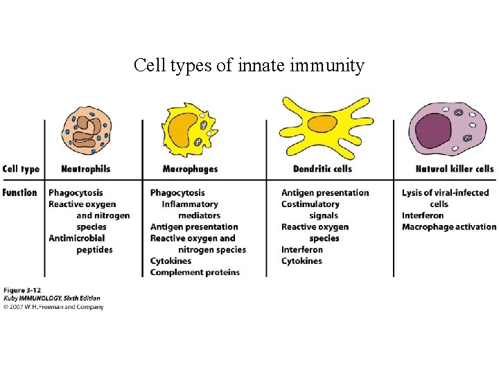 Cell types of innate immunity 