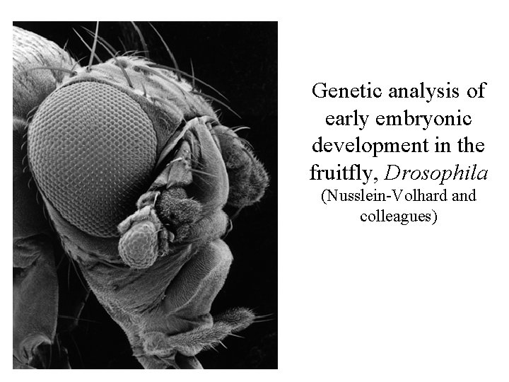 Genetic analysis of early embryonic development in the fruitfly, Drosophila (Nusslein-Volhard and colleagues) 