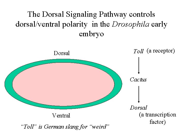 The Dorsal Signaling Pathway controls dorsal/ventral polarity in the Drosophila early embryo Dorsal Toll