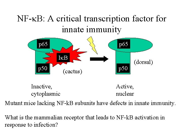 NF-k. B: A critical transcription factor for innate immunity p 65 Ik. B p