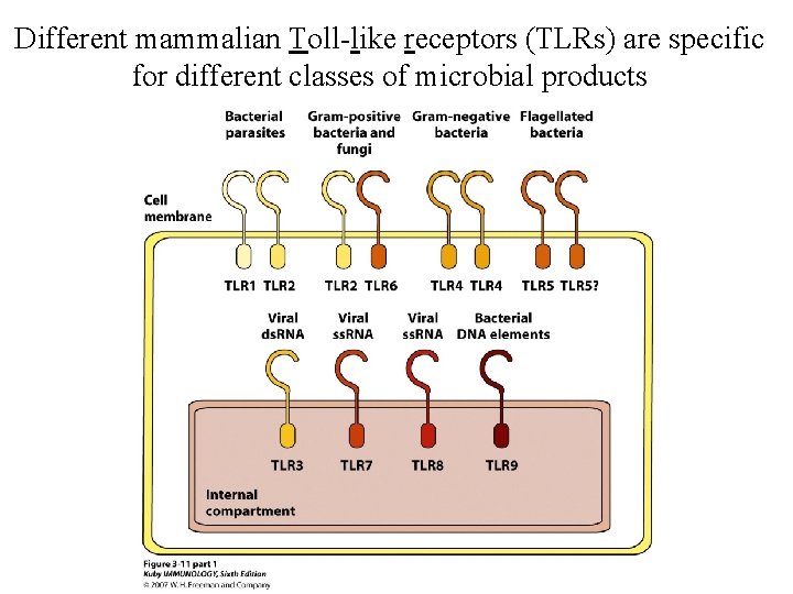 Different mammalian Toll-like receptors (TLRs) are specific for different classes of microbial products Insert