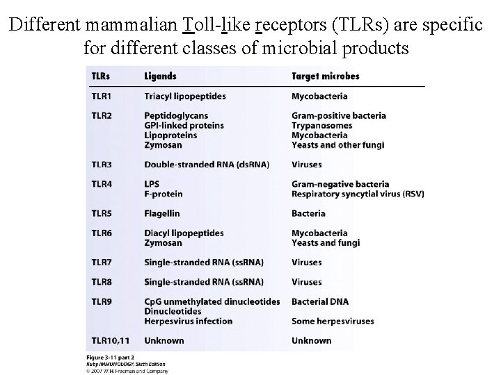 Different mammalian Toll-like receptors (TLRs) are specific for different classes of microbial products 