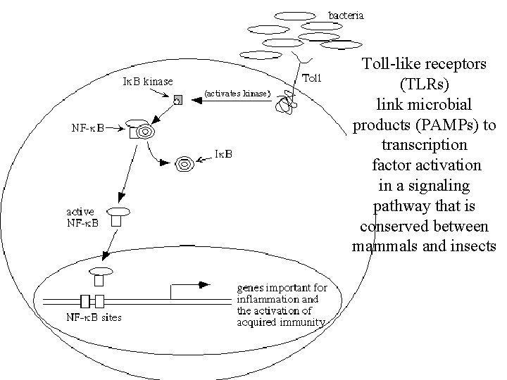 Toll-like receptors (TLRs) link microbial products (PAMPs) to transcription factor activation in a signaling