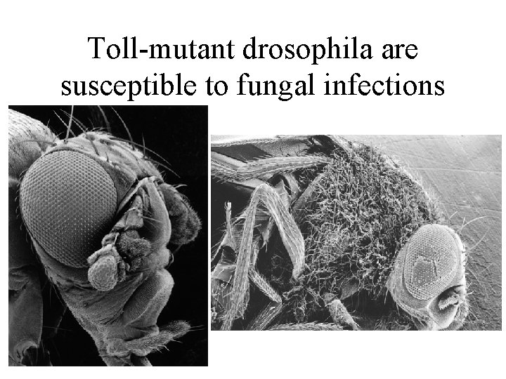 Toll-mutant drosophila are susceptible to fungal infections 