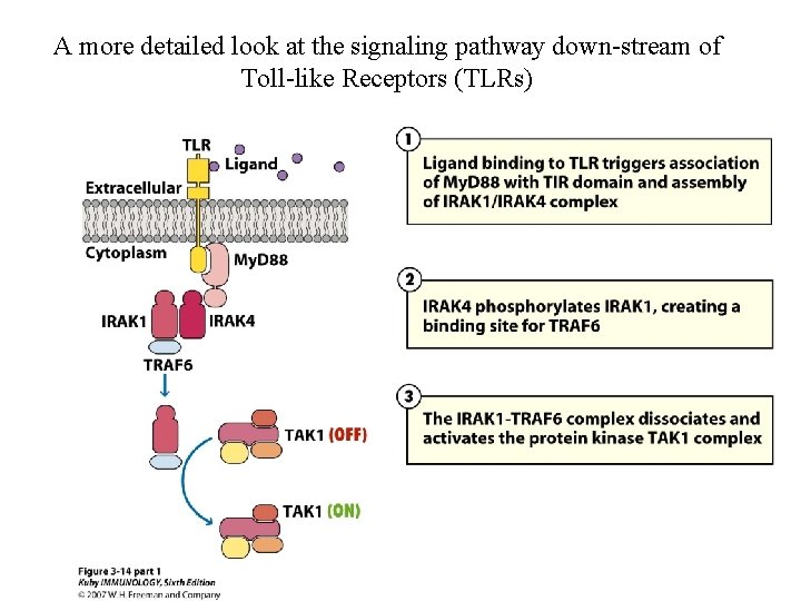 A more detailed look at the signaling pathway down-stream of Toll-like Receptors (TLRs) 