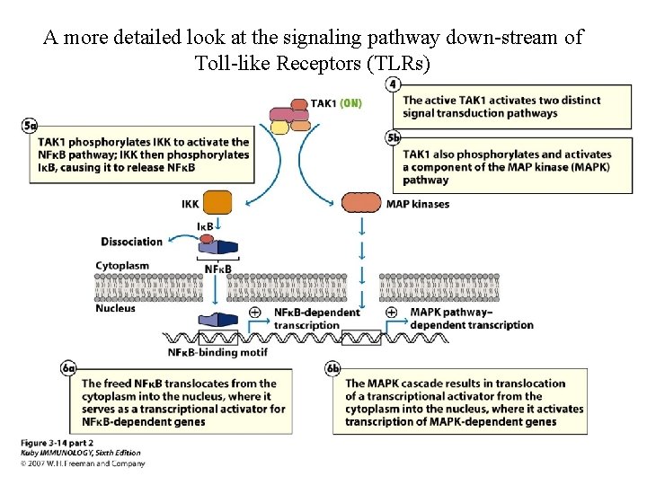 A more detailed look at the signaling pathway down-stream of Toll-like Receptors (TLRs) 