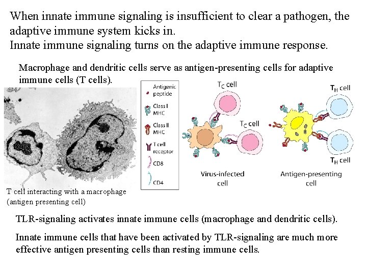 When innate immune signaling is insufficient to clear a pathogen, the adaptive immune system