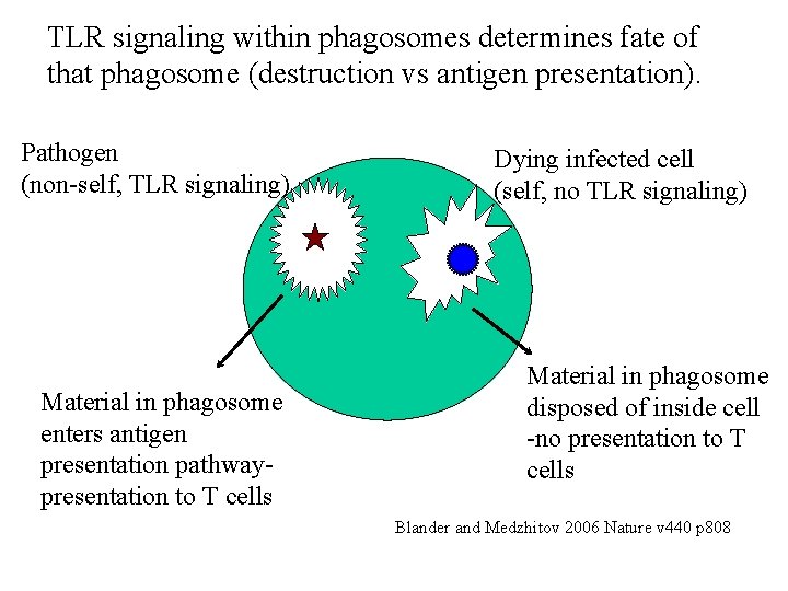 TLR signaling within phagosomes determines fate of that phagosome (destruction vs antigen presentation). Pathogen