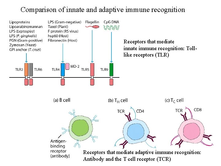 Comparison of innate and adaptive immune recognition Receptors that mediate innate immune recognition: Tolllike