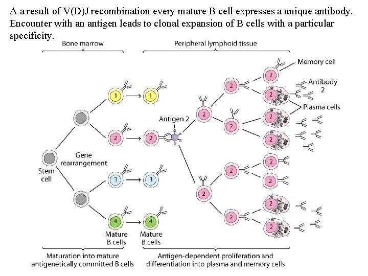 A a result of V(D)J recombination every mature B cell expresses a unique antibody.