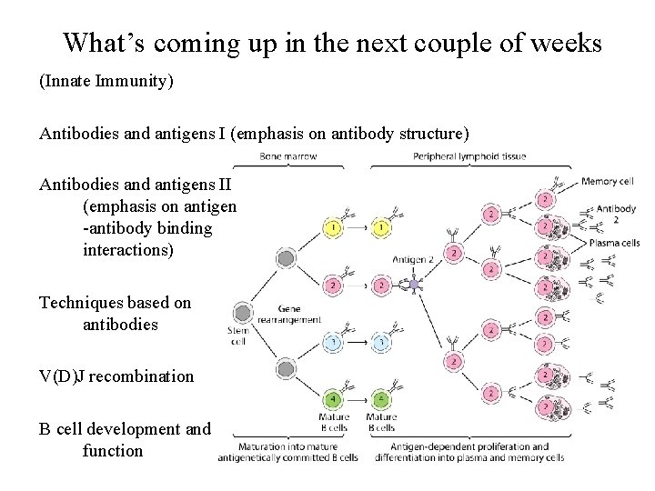 What’s coming up in the next couple of weeks (Innate Immunity) Antibodies and antigens