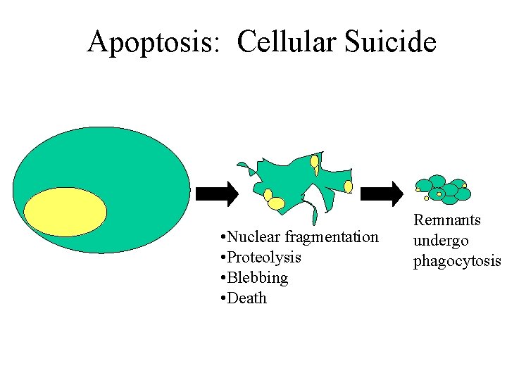 Apoptosis: Cellular Suicide • Nuclear fragmentation • Proteolysis • Blebbing • Death Remnants undergo