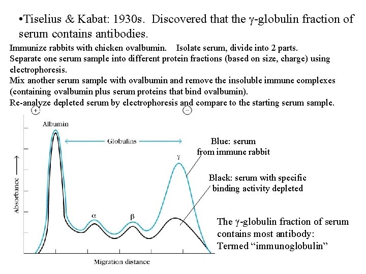  • Tiselius & Kabat: 1930 s. Discovered that the g-globulin fraction of serum