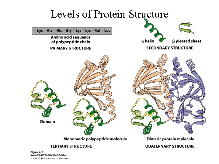 Levels of Protein Structure 