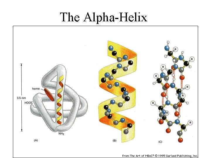 The Alpha-Helix 