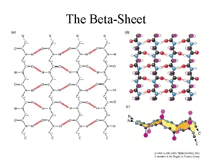 The Beta-Sheet 