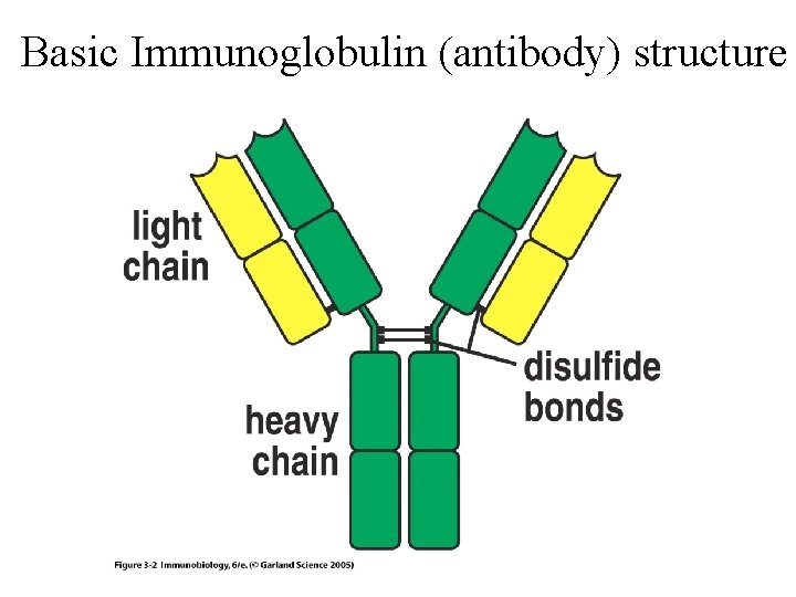 Basic Immunoglobulin (antibody) structure 