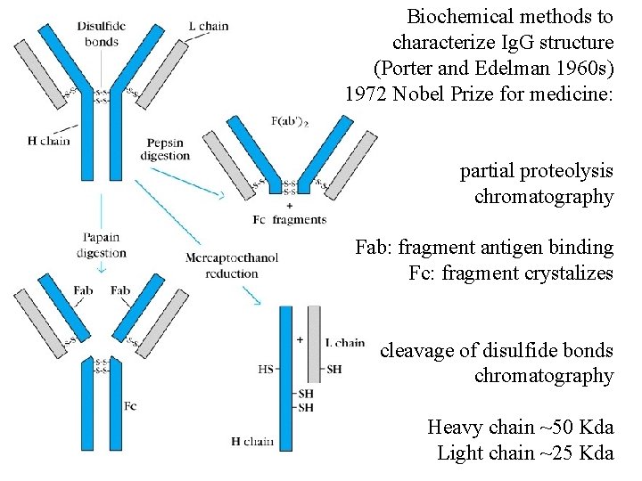 Biochemical methods to characterize Ig. G structure (Porter and Edelman 1960 s) 1972 Nobel