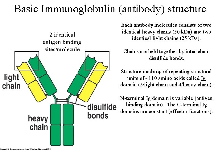 Basic Immunoglobulin (antibody) structure 2 identical antigen binding sites/molecule Each antibody molecules consists of