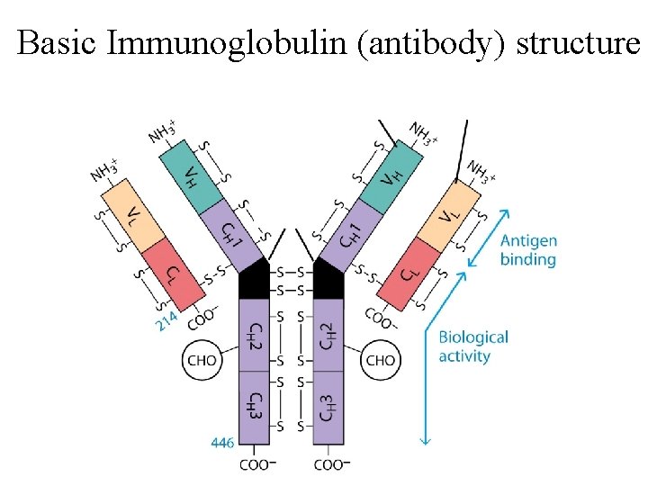 Basic Immunoglobulin (antibody) structure 