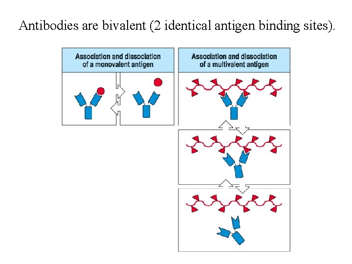 Antibodies are bivalent (2 identical antigen binding sites). 