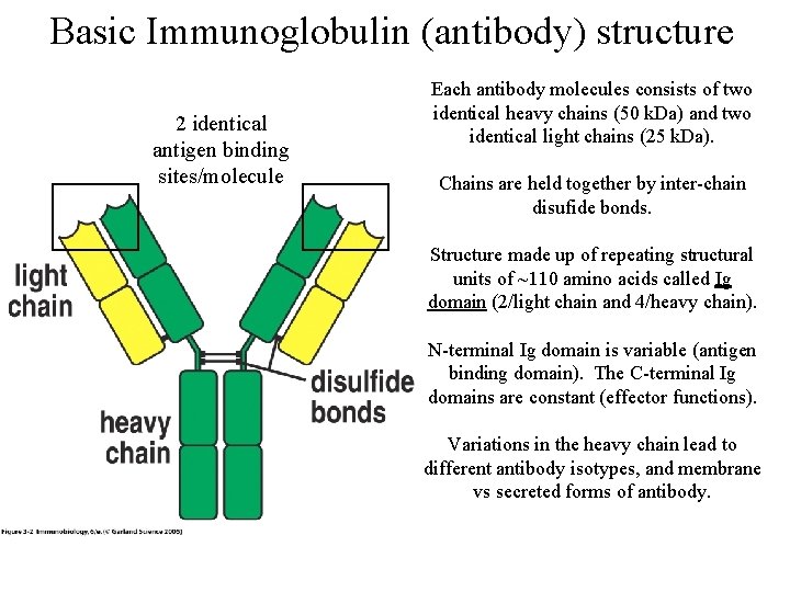 Basic Immunoglobulin (antibody) structure 2 identical antigen binding sites/molecule Each antibody molecules consists of