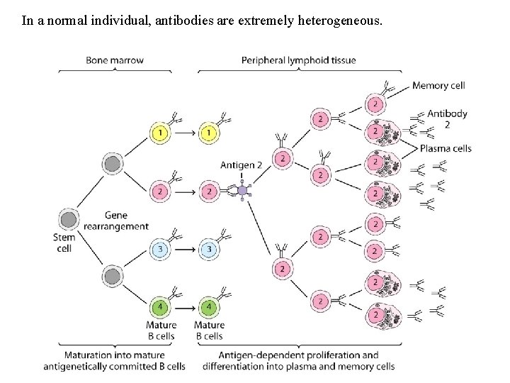 In a normal individual, antibodies are extremely heterogeneous. 