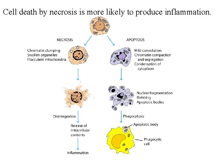 Cell death by necrosis is more likely to produce inflammation. 