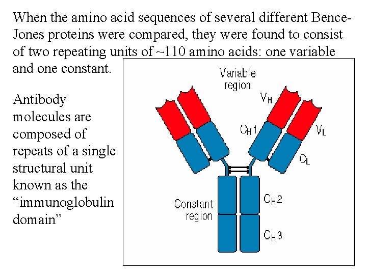 When the amino acid sequences of several different Bence. Jones proteins were compared, they