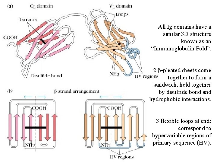 All Ig domains have a similar 3 D structure known as an “Immunoglobulin Fold”.