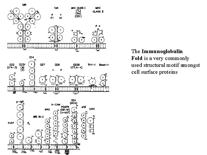 The Immunoglobulin Fold is a very commonly used structural motif amongst cell surface proteins