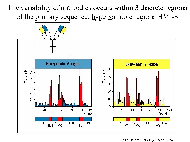 The variability of antibodies occurs within 3 discrete regions of the primary sequence: hypervariable