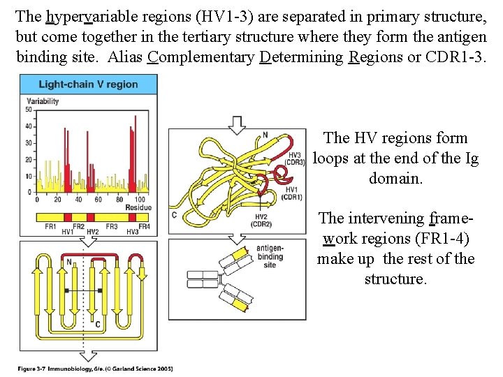The hypervariable regions (HV 1 -3) are separated in primary structure, but come together