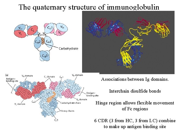 The quaternary structure of immunoglobulin Associations between Ig domains. Interchain disulfide bonds Hinge region