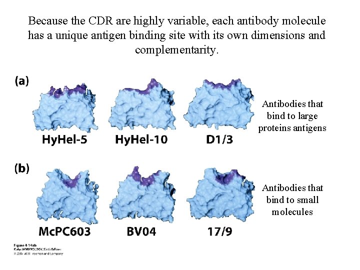 Because the CDR are highly variable, each antibody molecule has a unique antigen binding