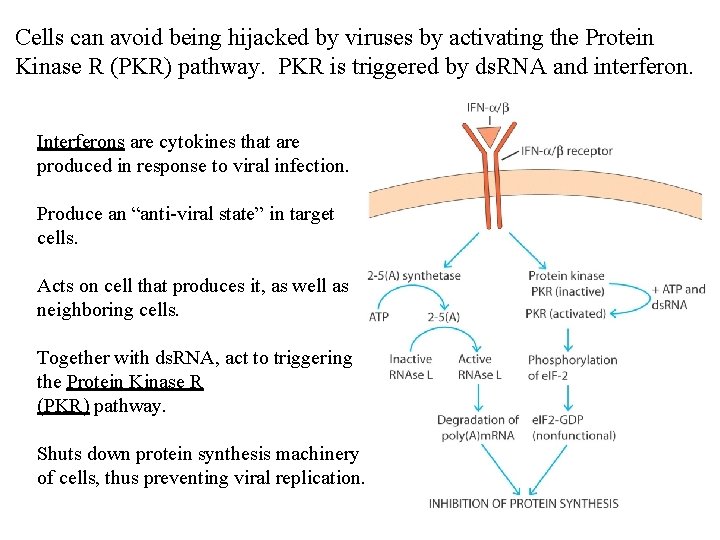 Cells can avoid being hijacked by viruses by activating the Protein Kinase R (PKR)