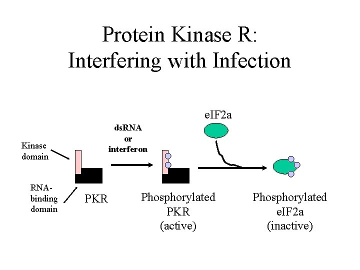 Protein Kinase R: Interfering with Infection e. IF 2 a ds. RNA or interferon