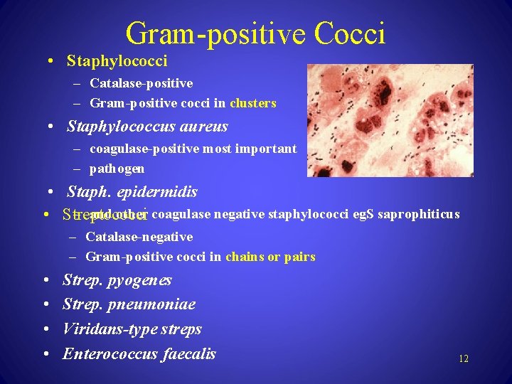 Gram-positive Cocci • Staphylococci – Catalase-positive – Gram-positive cocci in clusters • Staphylococcus aureus