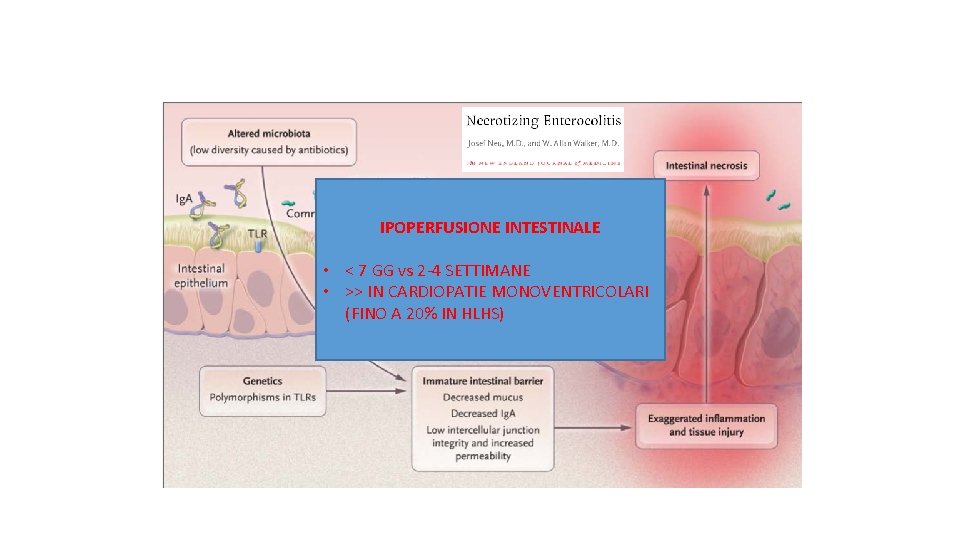 IPOPERFUSIONE INTESTINALE • < 7 GG vs 2 -4 SETTIMANE • >> IN CARDIOPATIE