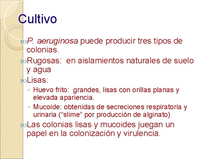 Cultivo P. aeruginosa puede producir tres tipos de colonias. Rugosas: en aislamientos naturales de