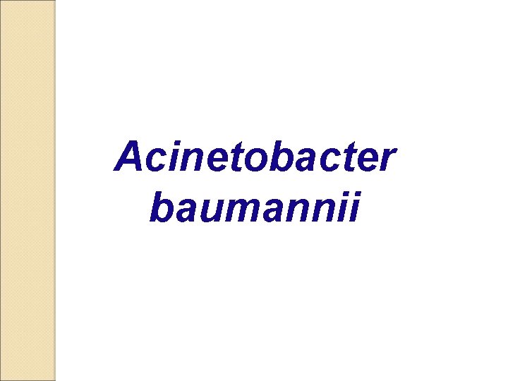 Acinetobacter baumannii 