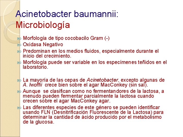 Acinetobacter baumannii: Microbiología Morfología de tipo cocobacilo Gram (-) Oxidasa Negativo Predominan en los