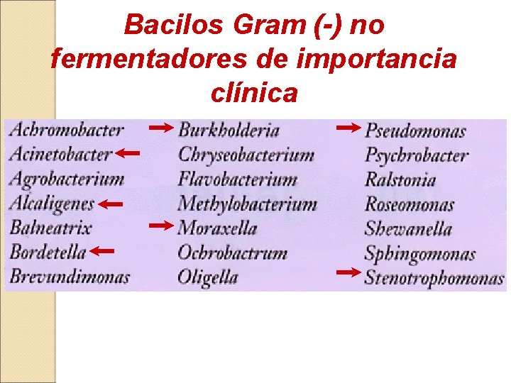 Bacilos Gram (-) no fermentadores de importancia clínica 