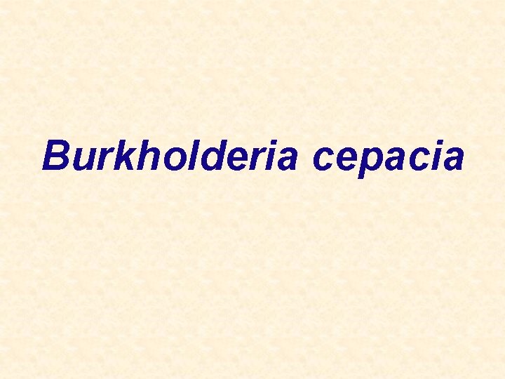 Burkholderia cepacia 