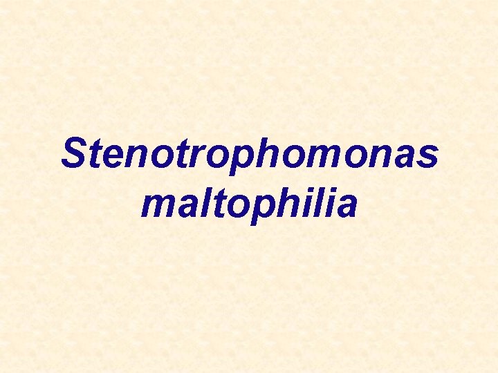 Stenotrophomonas maltophilia 