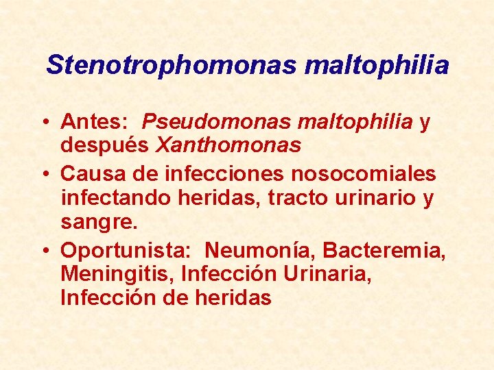 Stenotrophomonas maltophilia • Antes: Pseudomonas maltophilia y después Xanthomonas • Causa de infecciones nosocomiales