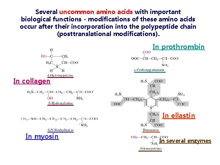 Several uncommon amino acids with important biological functions - modifications of these amino acids