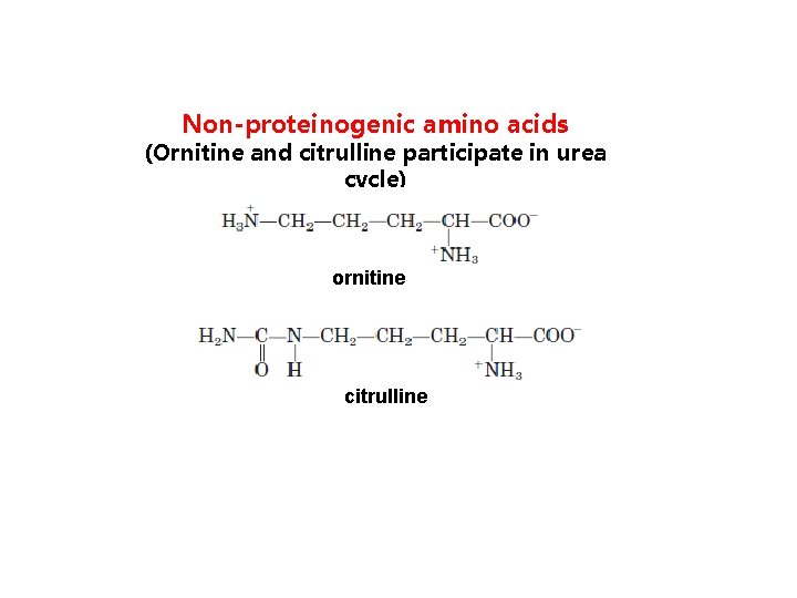 Non-proteinogenic amino acids (Ornitine and citrulline participate in urea cycle) ornitine citrulline 