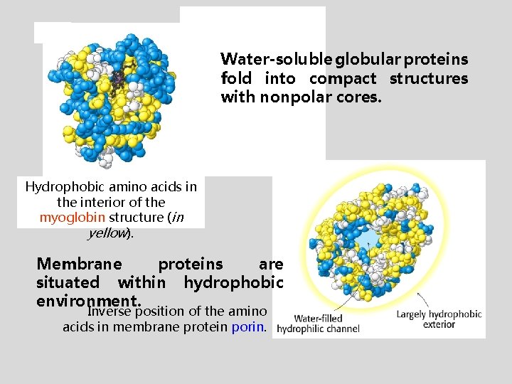Water-soluble globular proteins fold into compact structures with nonpolar cores. Hydrophobic amino acids in
