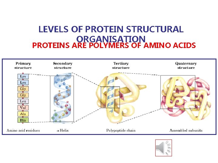 LEVELS OF PROTEIN STRUCTURAL ORGANISATION PROTEINS ARE POLYMERS OF AMINO ACIDS 